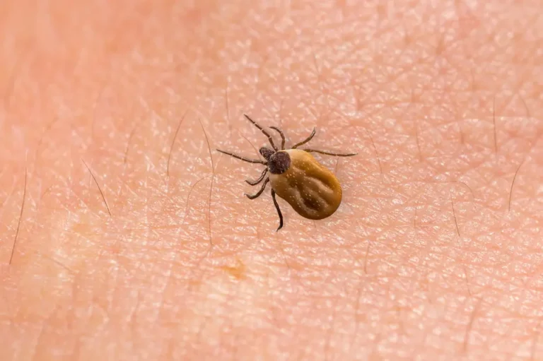 Insetti pericolosi in casa a Bari: come evitare una infestazione 1 insetti pericolosi in casa a bari
